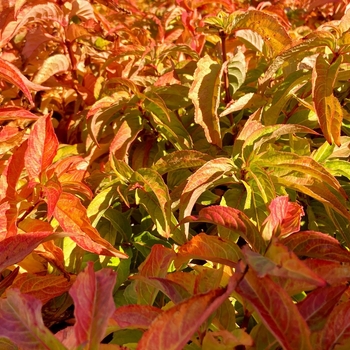 Diervilla (Bush Honeysuckle) - Kodiak® 'Orange'