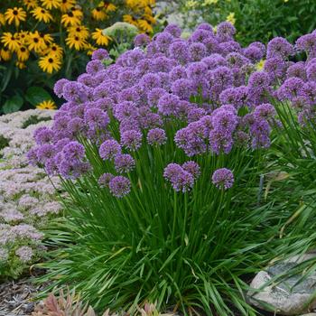 Allium 'Millenium' (Ornamental Onion) - Millenium Ornamental Onion