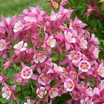 Aquilegia caerulea (Columbine) - Kirigami&trade; 'Rose & Pink'