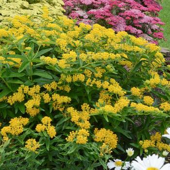 Asclepias tuberosa 'Hello Yellow' (Butterfly Milkweed) - Hello Yellow Butterfly Milkweed