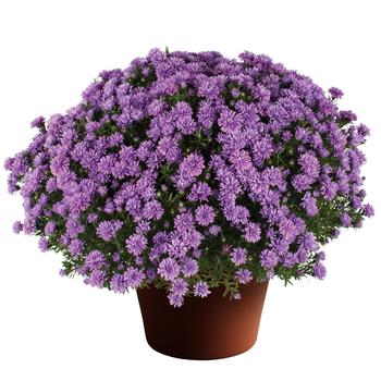 Aster novi-belgii - ''Henry™ I Blue''