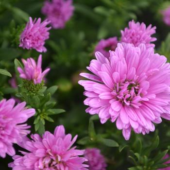 Aster novi-belgii - ''Henry™ III Pink''