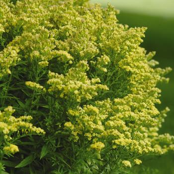 Solidago 'Dansolitlem' PP17297 (Goldenrod) - Little Lemon Goldenrod Solidago 'Dansolitlem' PP17297 (Goldenrod) - Little Lemon Goldenrod