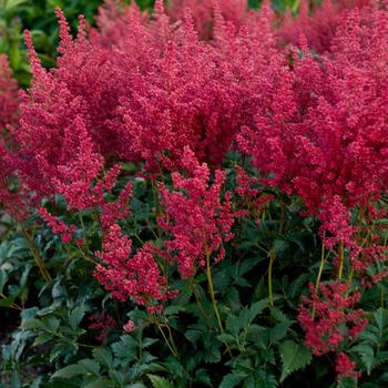 Astilbe japonica 'Montgomery' (False Spirea) - Montgomery False Spirea