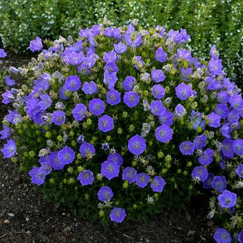 Campanula carpatica 'Rapido Blue' (Bellflower) - Rapido Blue Bellflower