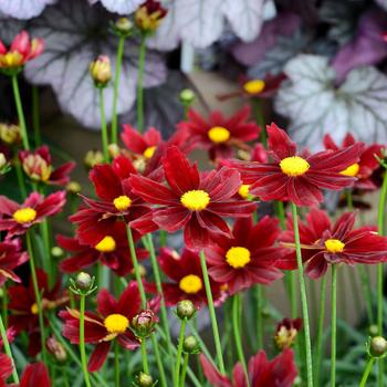 Coreopsis 'Red Elf' PP27918 (Tickseed) - L'il Bang™ Red Elf