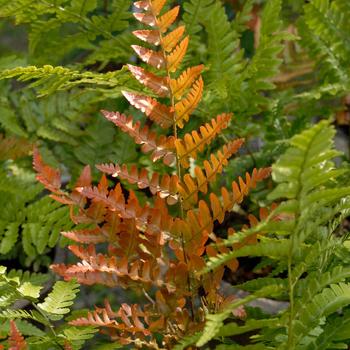 Dryopteris erythrosora 'Brilliance' (Autumn Fern) - Brilliance Autumn Fern