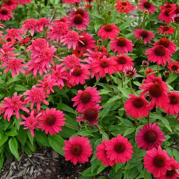 Echinacea (Coneflower) - Sombrero&reg; 'Baja Burgundy'