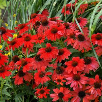 Echinacea (Coneflower) - Sombrero&reg; 'Salsa Red'