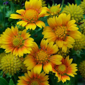 Gaillardia aristata 'Arizona Apricot' (Blanket Flower) - Arizona Apricot Blanket Flower