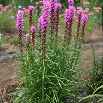 Liatris spicata 'Kobold' (Blazing Star) - Kobold Blazing Star