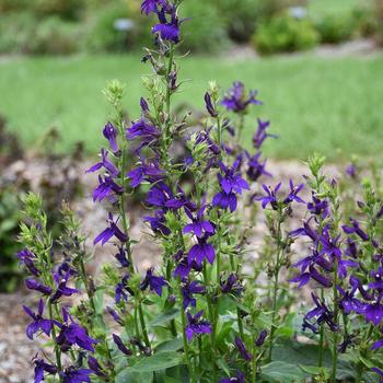 Lobelia x speciosa - Lobelia