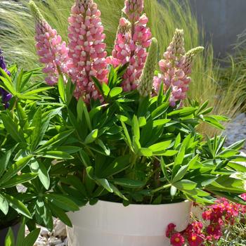 Lupinus polyphyllus () - Mini Gallery&trade; 'Pink Bicolor'