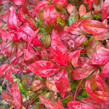 Nandina domestica ''Firepower'' (Heavenly Bamboo) - Firepower Heavenly Bamboo Nandina domestica ''Firepower'' (Heavenly Bamboo) - Firepower Heavenly Bamboo