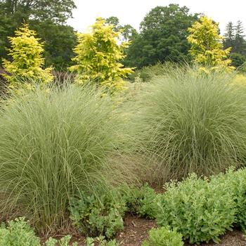 Miscanthus sinensis - 'Morning Light' Maiden Grass