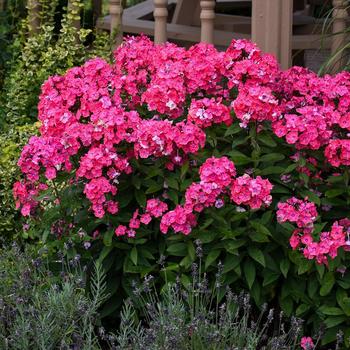 Phlox paniculata 'Glamour Girl' PP25778 (Garden Phlox) - Garden Girls™ Glamour Girl