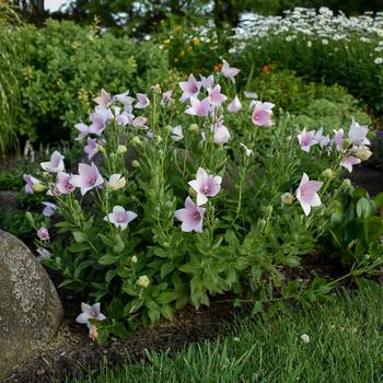 Platycodon grandiflorus 'Astra Pink' (Balloon Flower) - Astra Pink Balloon Flower