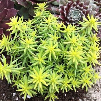 Sedum rupestre (Stonecrop) - Sunsparkler&reg; 'Angelinas Teacup'