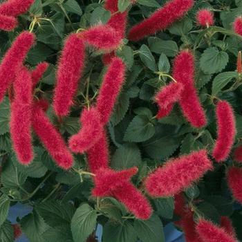 Acalypha pendula - Firetail Acalypha pendula - Firetail