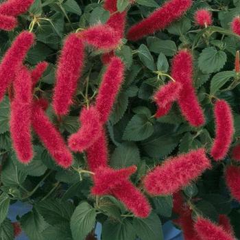 Acalypha pendula - Firetail