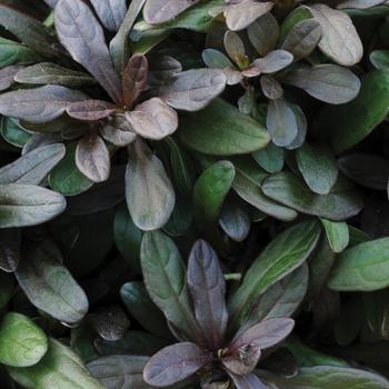 Ajuga reptans 'Chocolate Chip' (Bugleweed) - Chocolate Chip Bugleweed