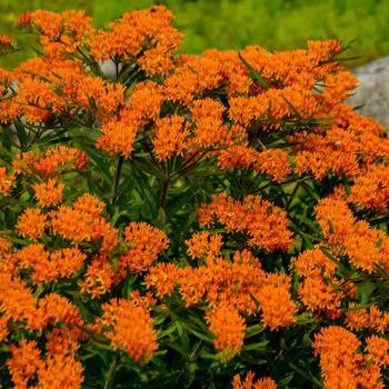 Asclepias tuberosa (Butterfly Milkweed) - Butterfly Milkweed