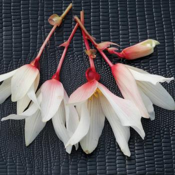 Begonia boliviensis - Bossa Nova® 'Pure White' Begonia boliviensis - Bossa Nova® 'Pure White'