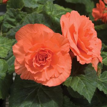 Begonia x tuberhybrida (Tuberous Begonia) - Nonstop® 'Deep Salmon'