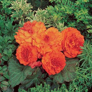 Begonia x tuberhybrida (Tuberous Begonia) - Nonstop® 'Orange' Begonia x tuberhybrida (Tuberous Begonia) - Nonstop® 'Orange'