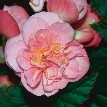 Begonia x tuberhybrida (Tuberous Begonia) - Nonstop® 'Pink' Begonia x tuberhybrida (Tuberous Begonia) - Nonstop® 'Pink'