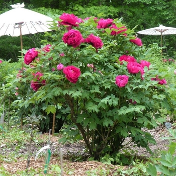 Paeonia suffruticosa - 'High Noon' Tree Peony