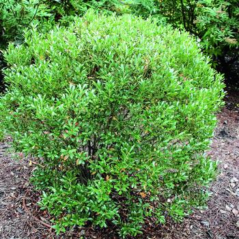 Ilex glabra - 'Shamrock' Inkberry Ilex glabra - 'Shamrock' Inkberry