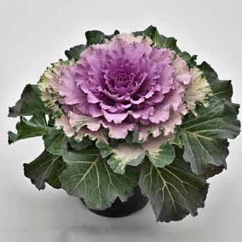 Brassica oleracea - 'Osaka Pink' Flowering Cabbage Brassica oleracea - 'Osaka Pink' Flowering Cabbage