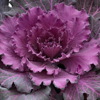 Brassica oleracea - 'Osaka Red' Flowering Cabbage Brassica oleracea - 'Osaka Red' Flowering Cabbage