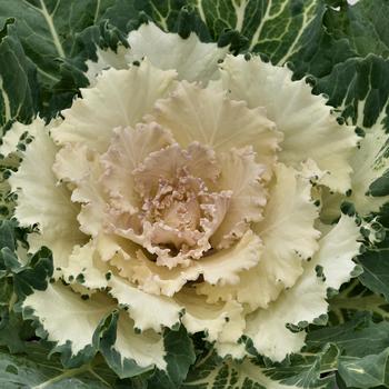 Brassica oleracea - 'Osaka White' Flowering Cabbage Brassica oleracea - 'Osaka White' Flowering Cabbage