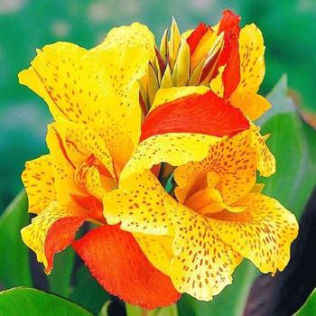 Canna x generalis - 'Cleopatra' Canna Lily