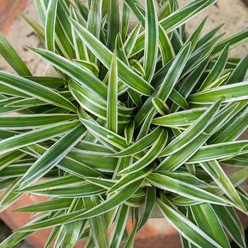 Chlorophytum comosum (Spider Plant) - Spider Plant