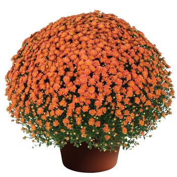 Chrysanthemum x morifolium ''Orange Fusion'' (Garden Mum) - Jacqueline™ Orange Fusion