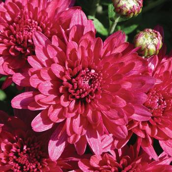 Chrysanthemum x morifolium - 'Wanda™ Purple' Garden Mum Chrysanthemum x morifolium - 'Wanda™ Purple' Garden Mum