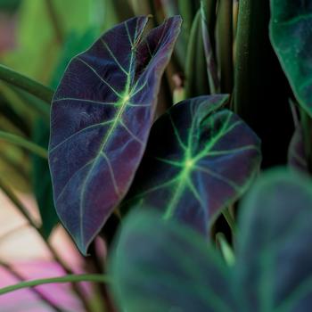 Colocasia esculenta - 'Illustris' Elephant's Ear