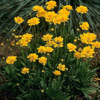 Coreopsis grandiflora (Tickseed) - 'Early Sunrise'