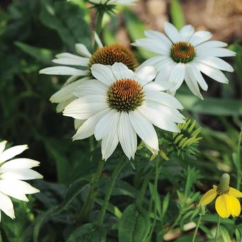 Echinacea purpurea 'PowWow White' (Coneflower) - PowWow White Coneflower