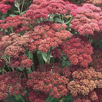 Sedum spectabile 'Autumn Joy' (Stonecrop) - Autumn Joy Stonecrop