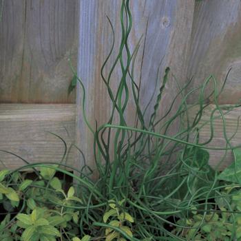 Juncus effusus - ''Spiralis'' Corkscrew Rush Juncus effusus - ''Spiralis'' Corkscrew Rush
