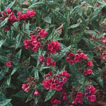 Pulmonaria longifolia 'Raspberry Splash' PP12138 (Lungwort) - Raspberry Splash Lungwort