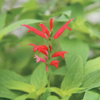 Salvia elegans (Pineapple Sage) - Pineapple Sage