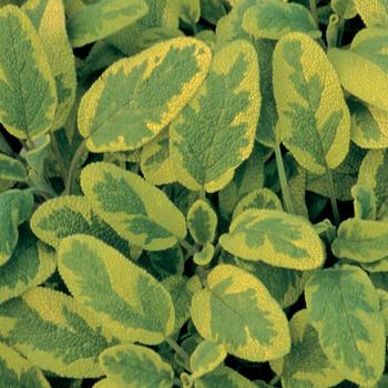 Salvia officinalis 'Icterina' (Golden Leaf Sage) - Icterina Golden Leaf Sage