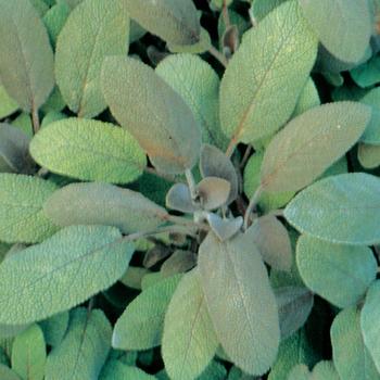 Salvia officinalis 'Purpurascens' (Purple Sage) - Purpurascens Purple Sage