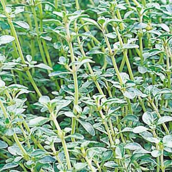 Thymus vulgaris - 'Argenteus' Silver Edge Thyme