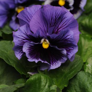 Viola x wittrockiana - 'Frizzle Sizzle Blue' Pansy